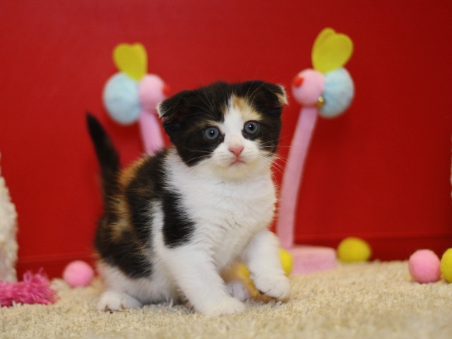 マンチカンの子猫画像