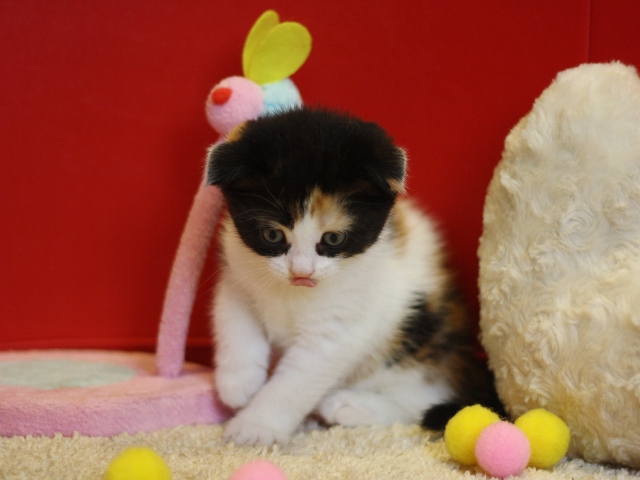 マンチカンの子猫画像