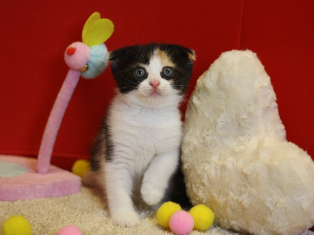 マンチカンの子猫画像
