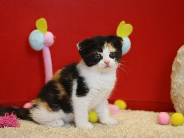 マンチカンの子猫画像