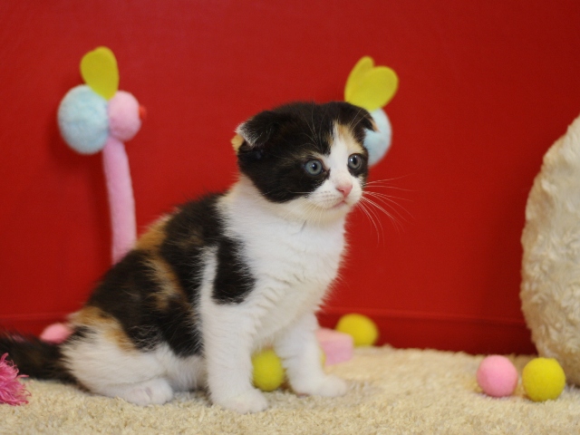 マンチカンの子猫画像
