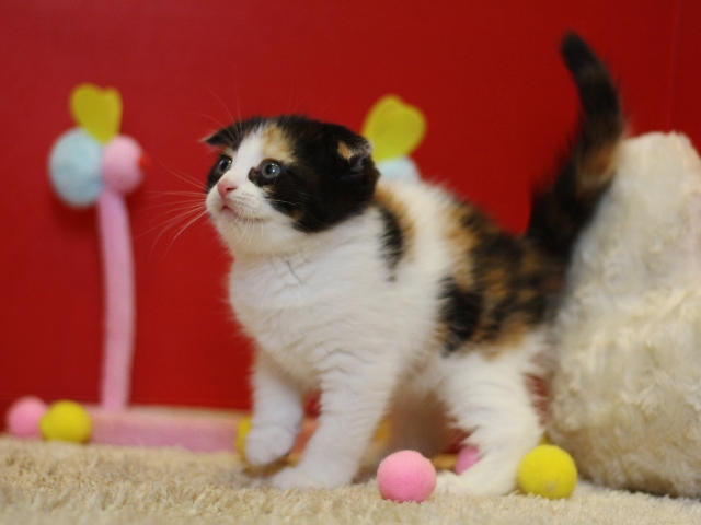 マンチカンの子猫画像