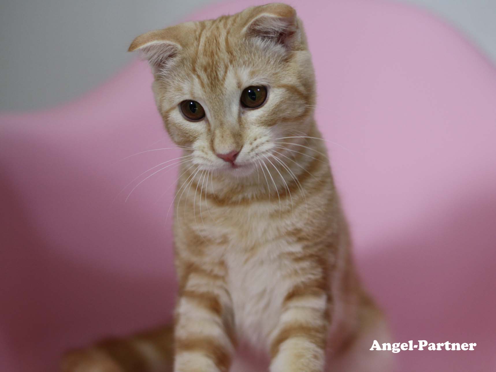 マンチカンの子猫画像