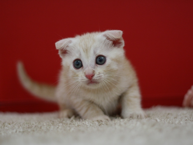 マンチカンの子猫画像