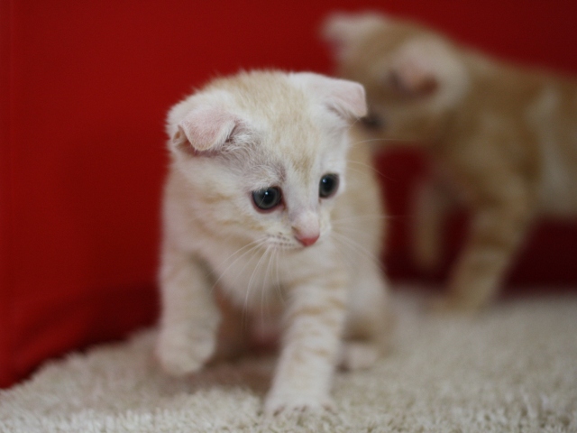 マンチカンの子猫画像