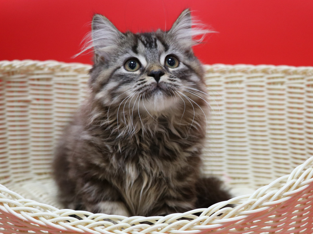 マンチカンの子猫画像