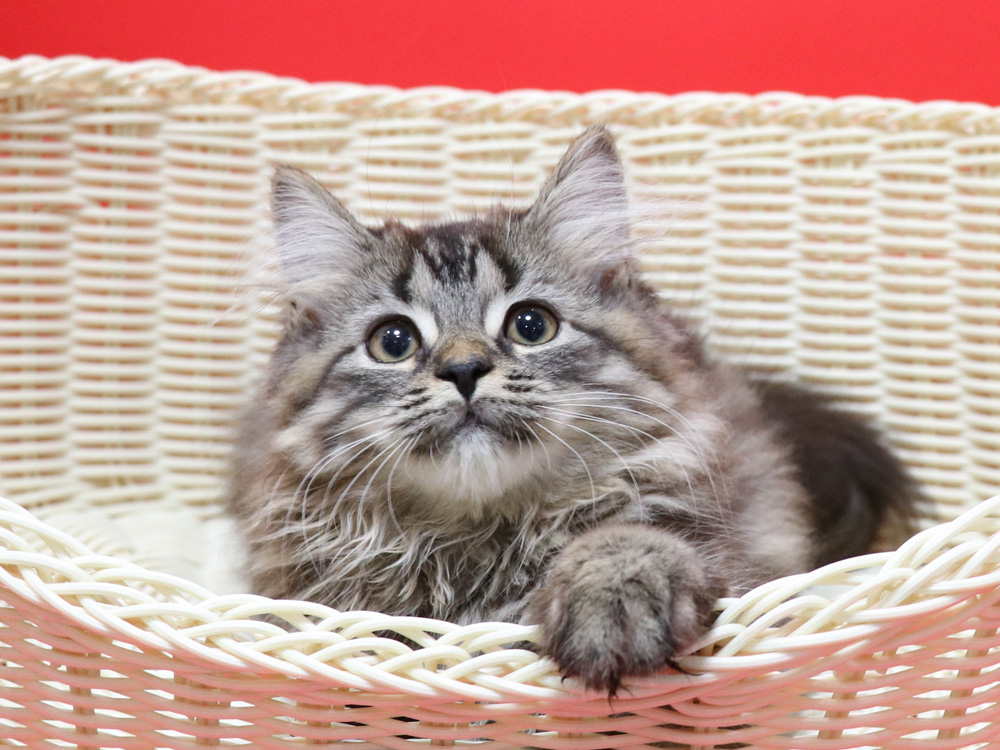 マンチカンの子猫画像