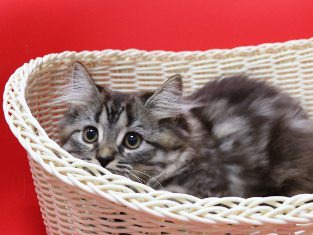 マンチカンの子猫画像