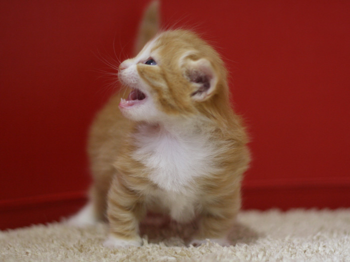 マンチカンの子猫画像