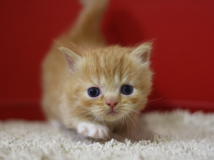 マンチカンの子猫画像