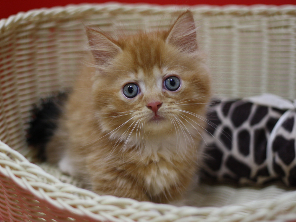 マンチカンの子猫画像