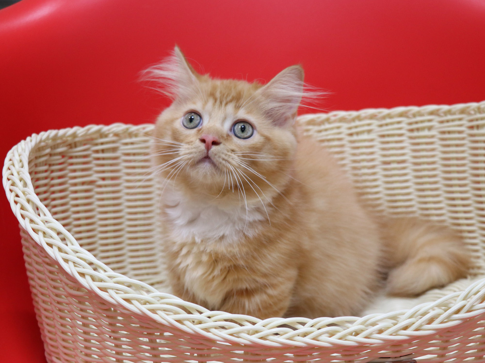 マンチカンの子猫画像