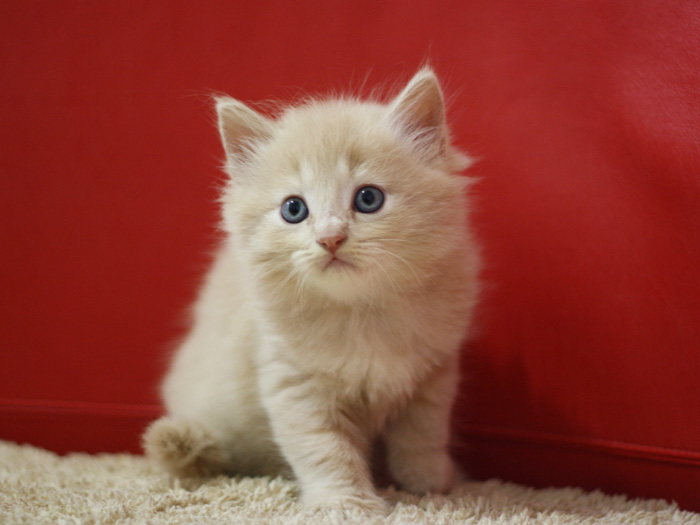 マンチカンの子猫画像