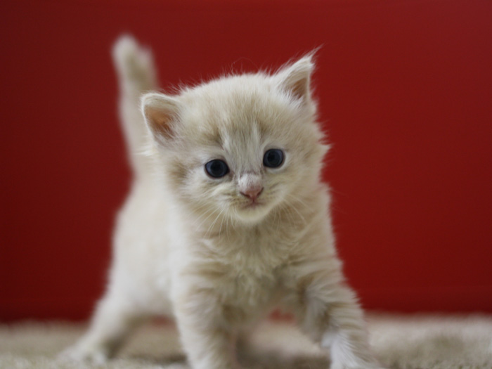 マンチカンの子猫画像