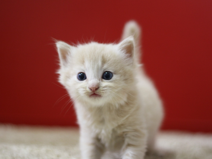 マンチカンの子猫画像