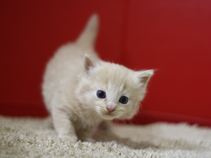 マンチカンの子猫画像