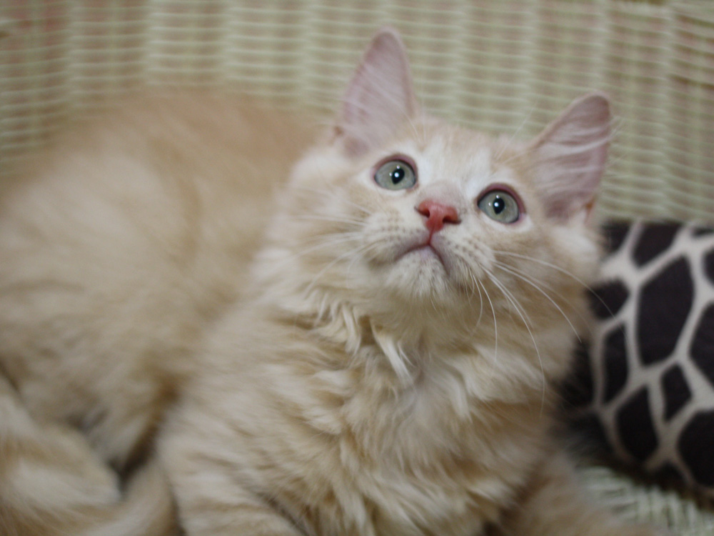 マンチカンの子猫画像