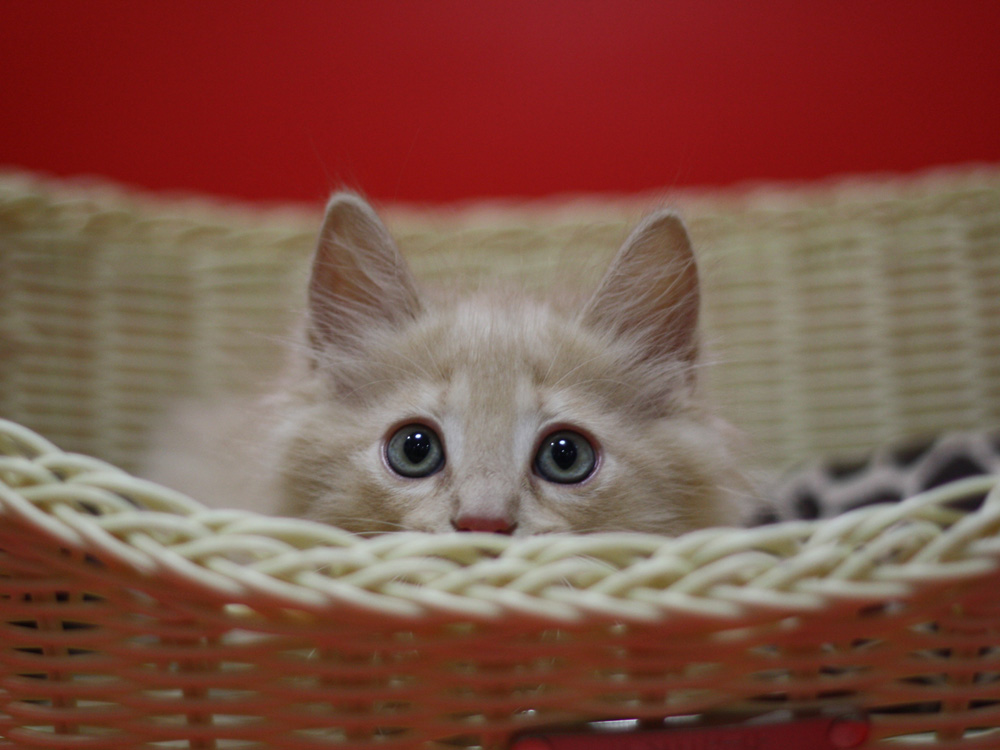 マンチカンの子猫画像