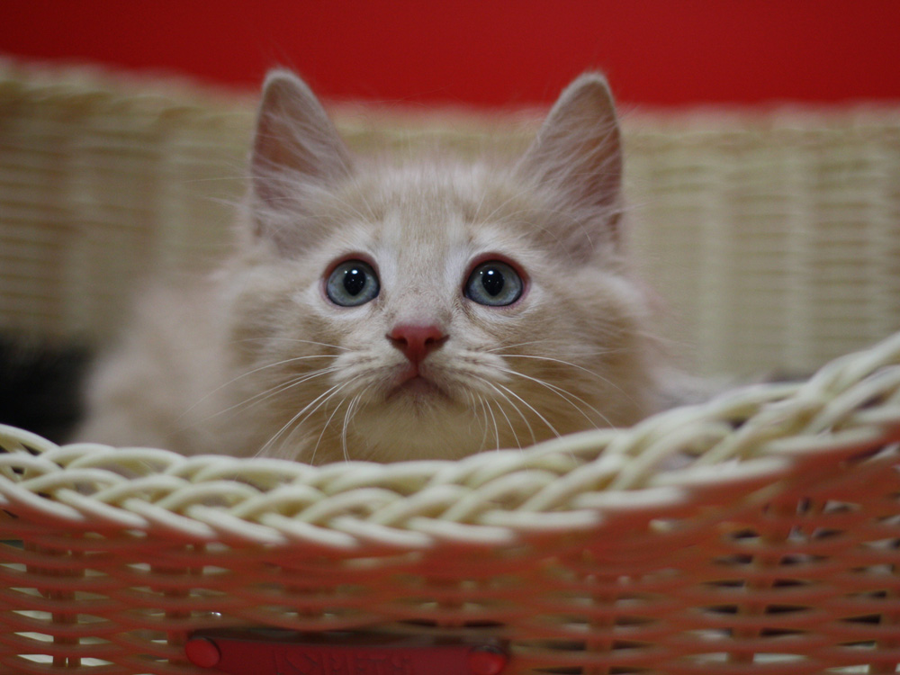 マンチカンの子猫画像