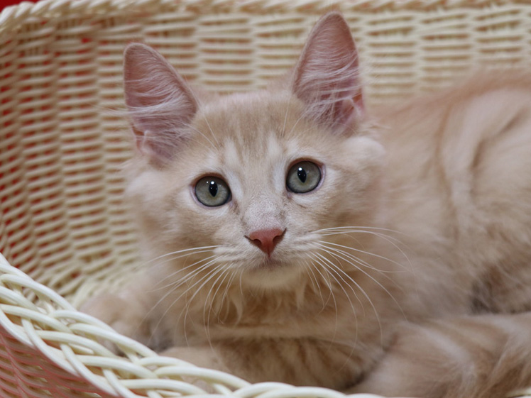 マンチカンの子猫画像