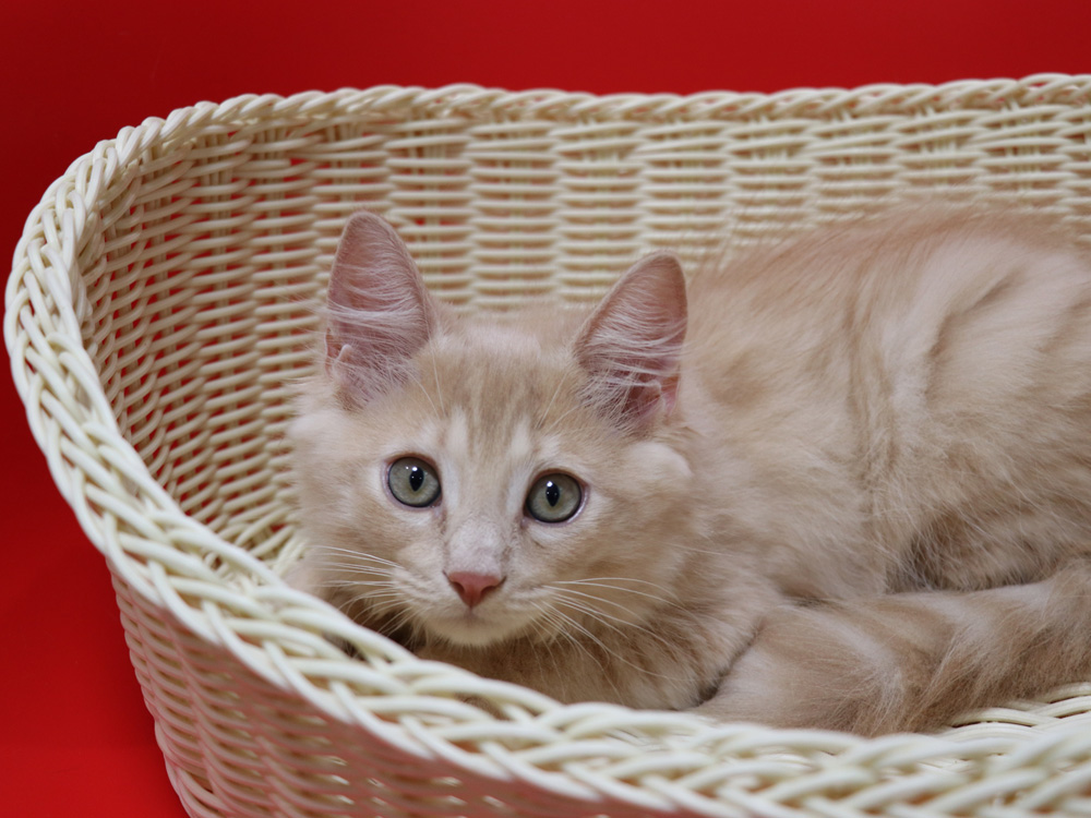 マンチカンの子猫画像