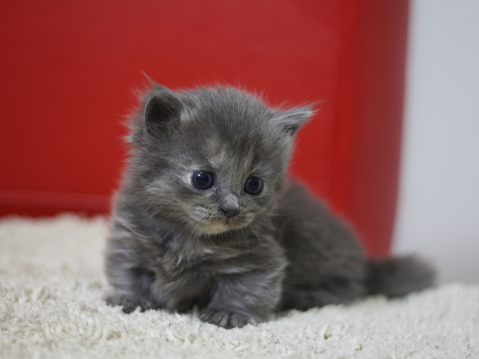 マンチカンの子猫画像