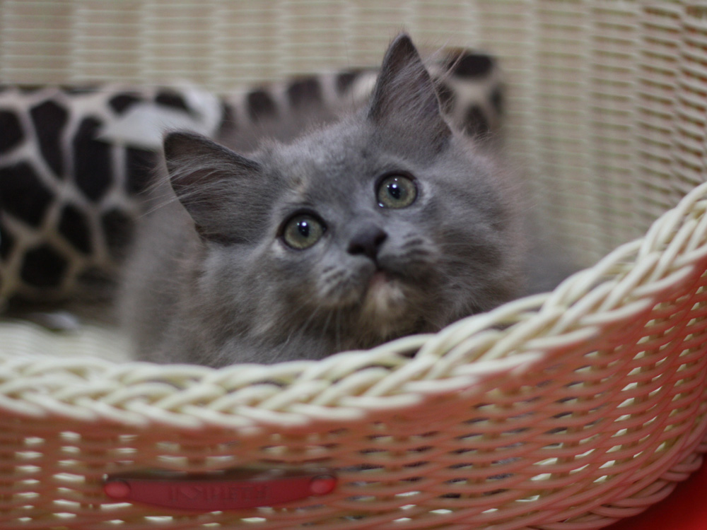 マンチカンの子猫画像