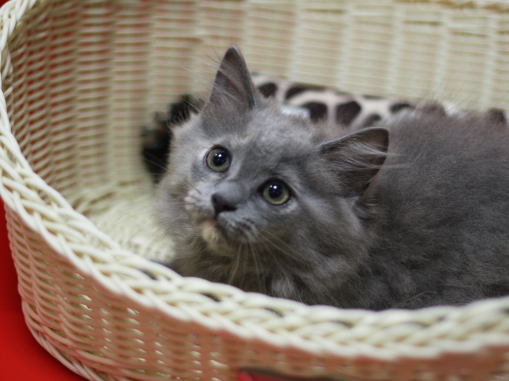 マンチカンの子猫画像