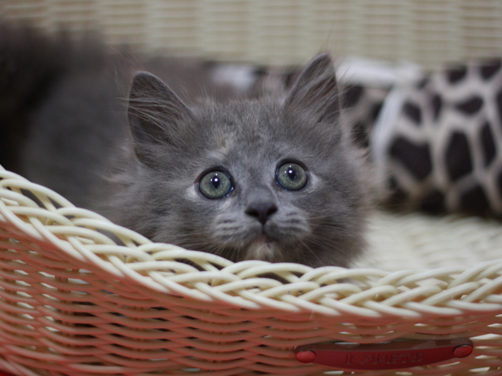 マンチカンの子猫画像