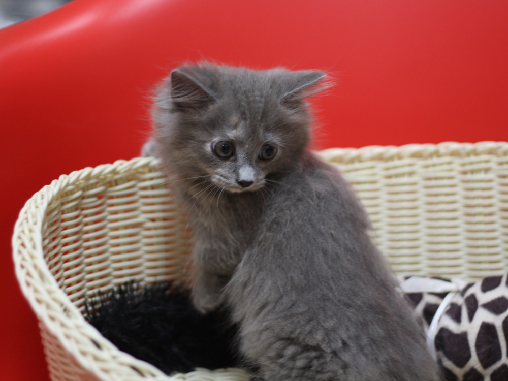 マンチカンの子猫画像