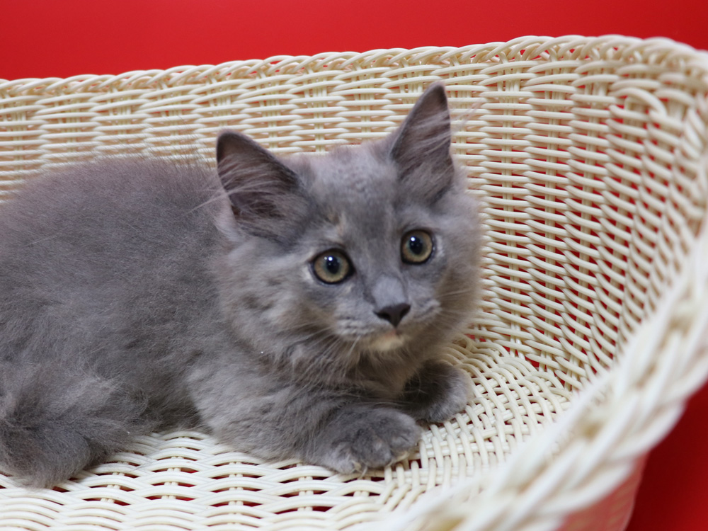 マンチカンの子猫画像