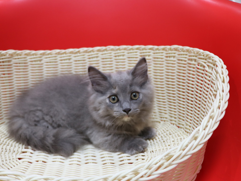 マンチカンの子猫画像