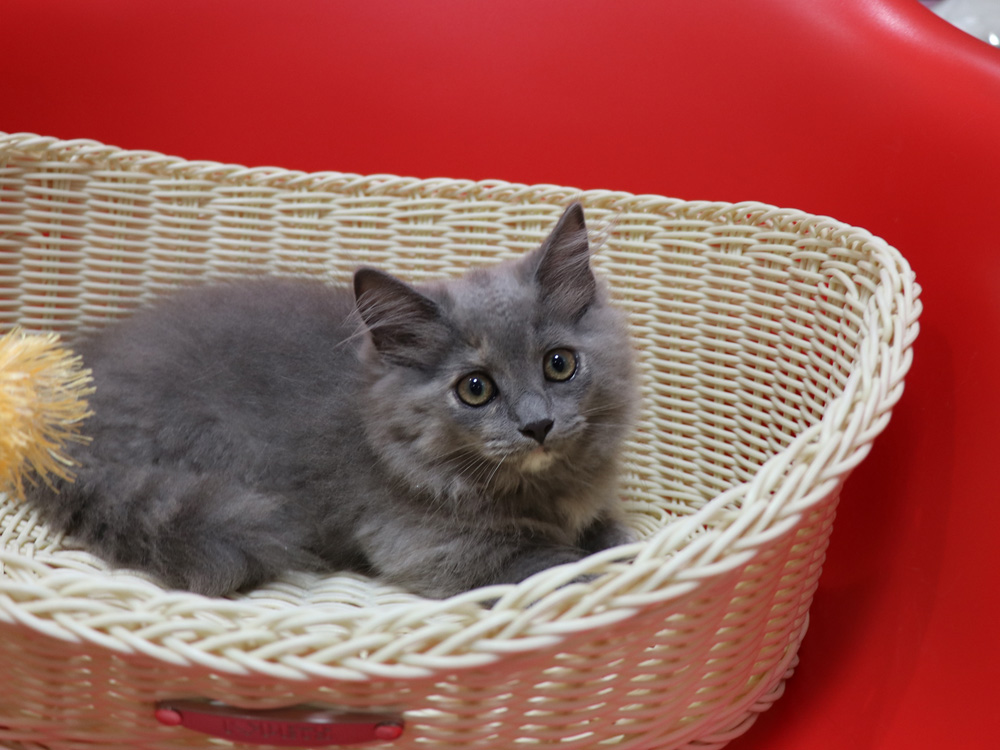 マンチカンの子猫画像