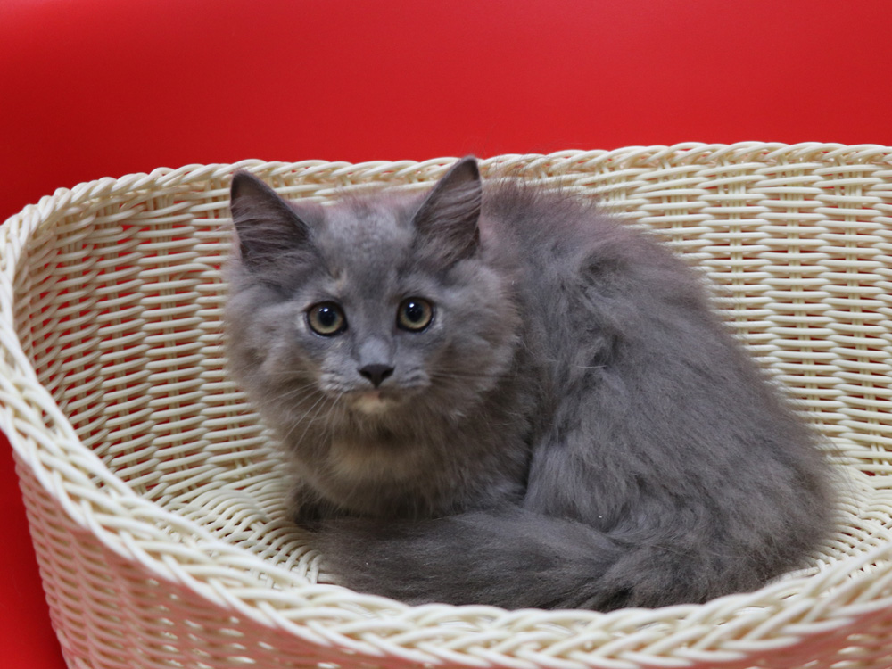 マンチカンの子猫画像