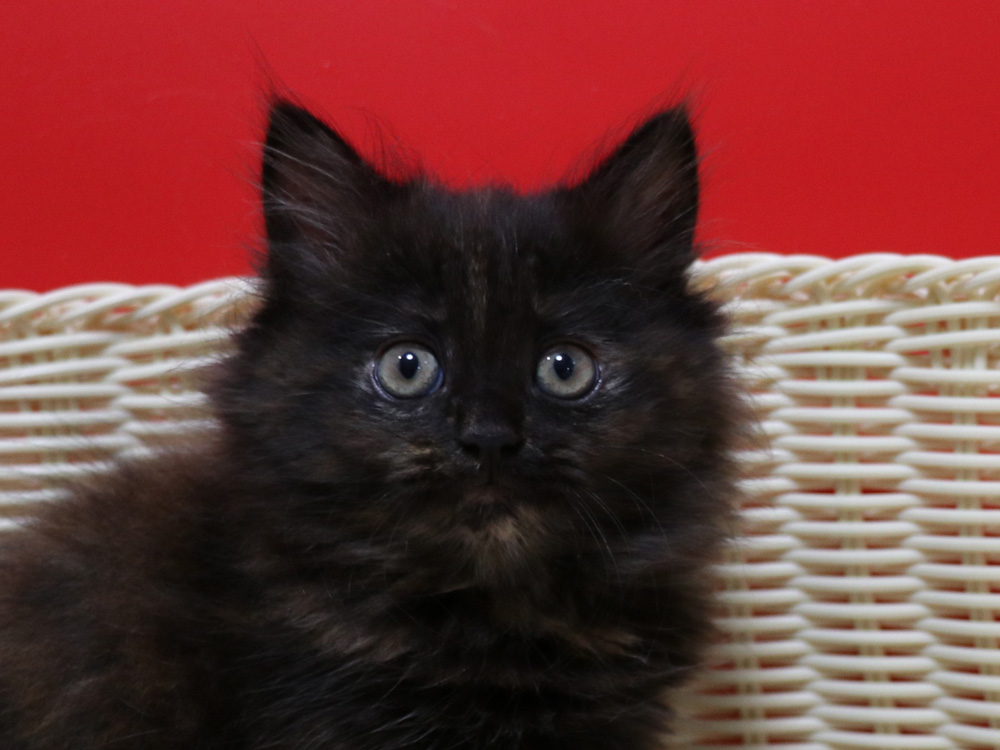 マンチカンの子猫画像