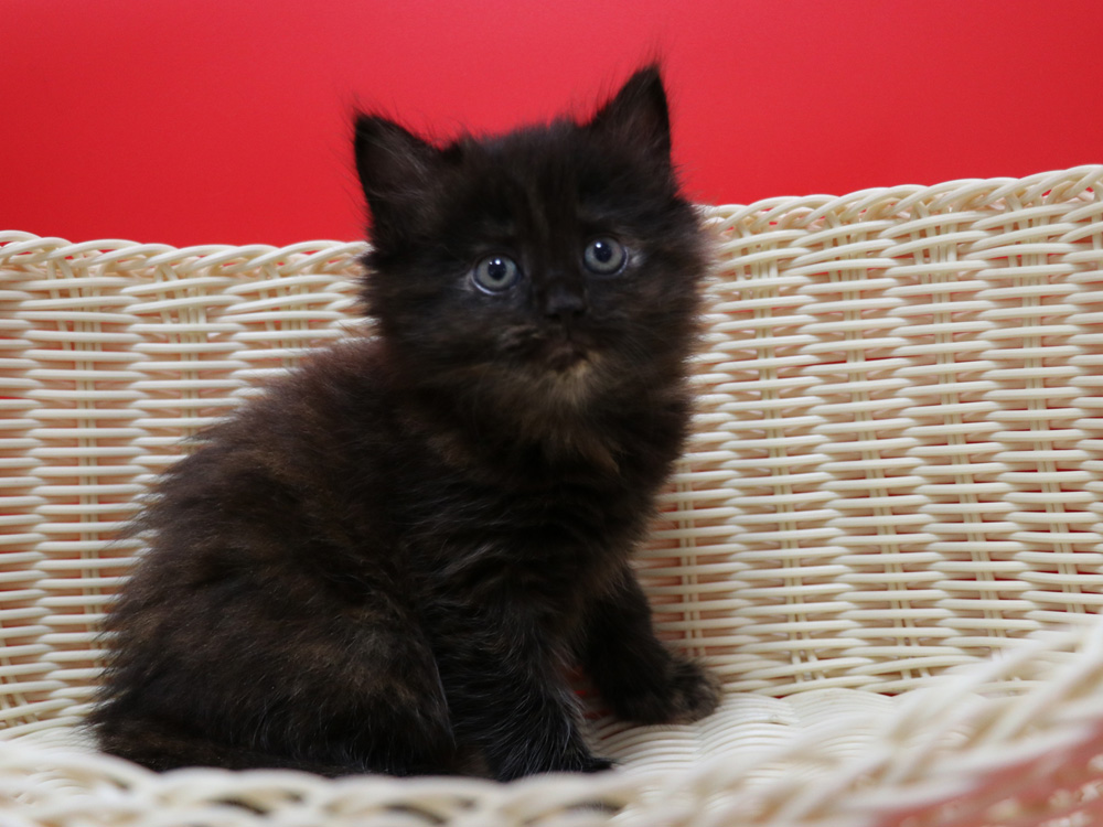 マンチカンの子猫画像