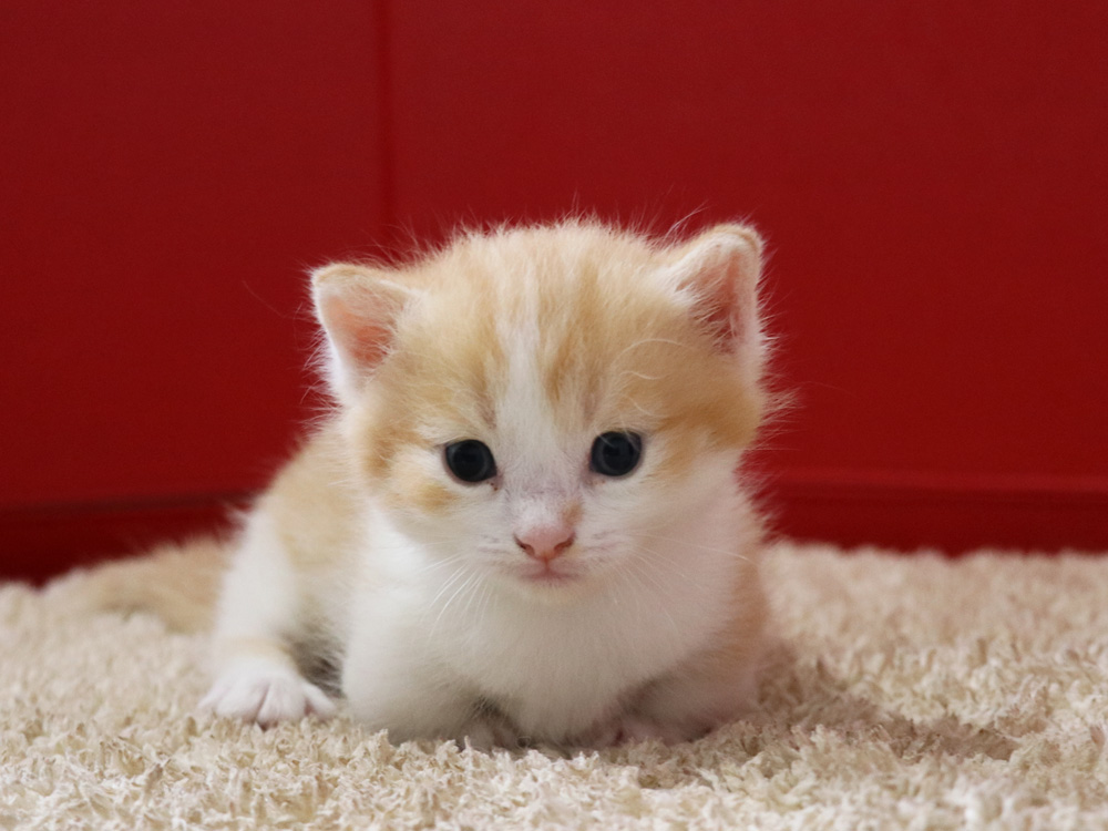 マンチカンの子猫画像