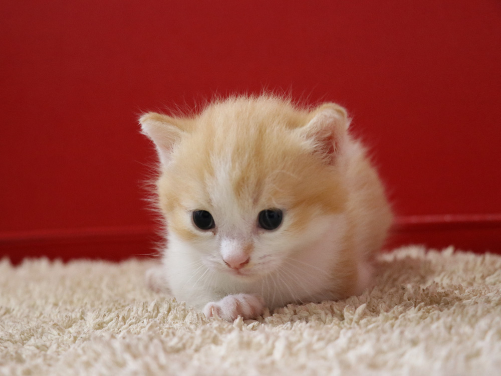 マンチカンの子猫画像