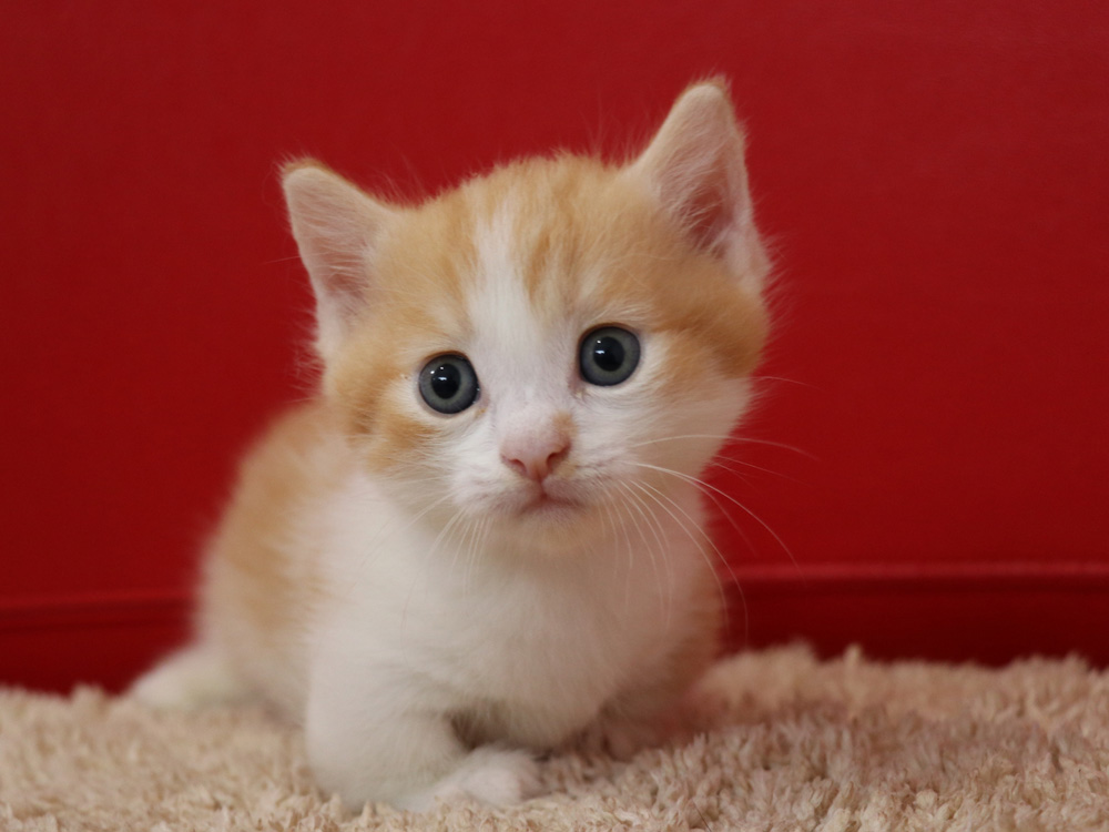 マンチカンの子猫画像