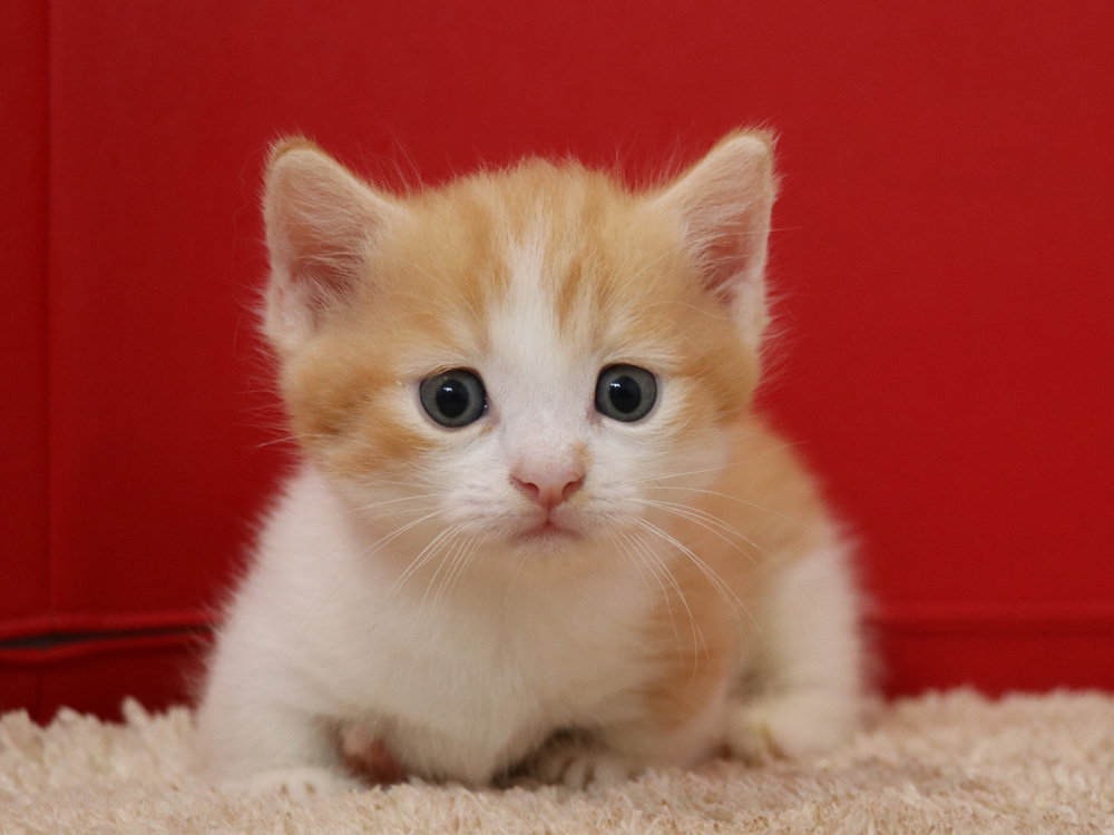 マンチカンの子猫画像