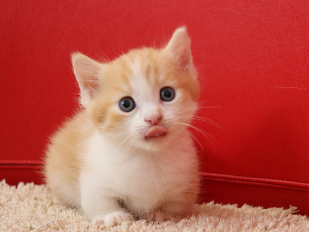 マンチカンの子猫画像