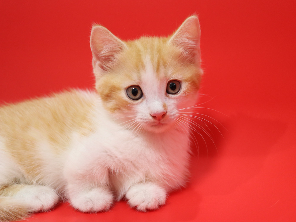 マンチカンの子猫画像