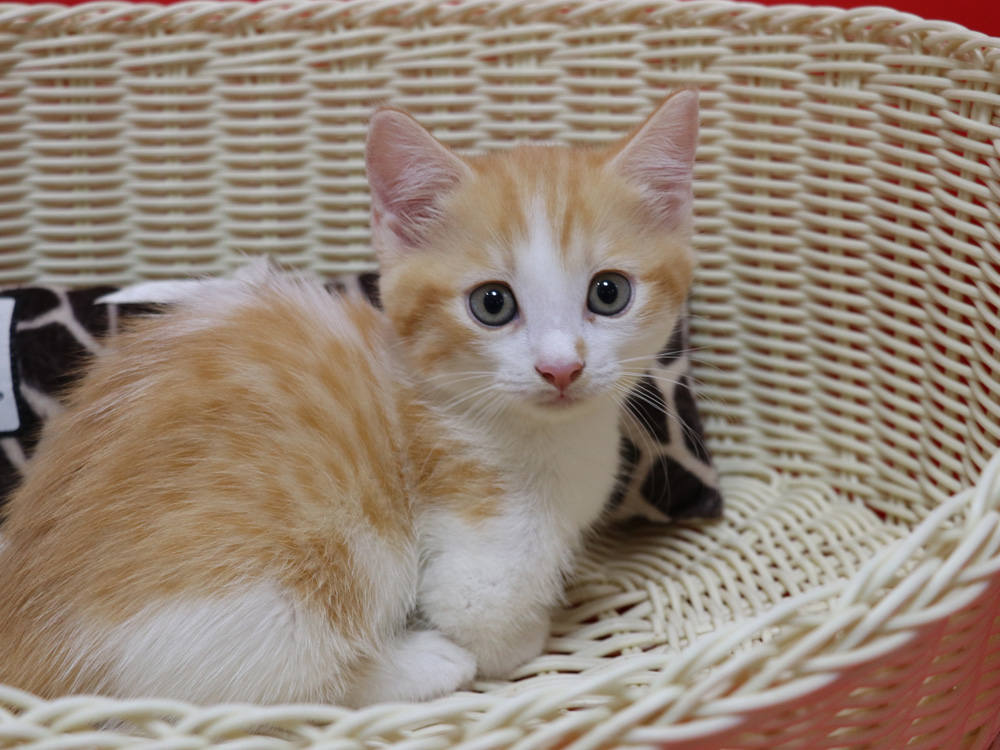 マンチカンの子猫画像