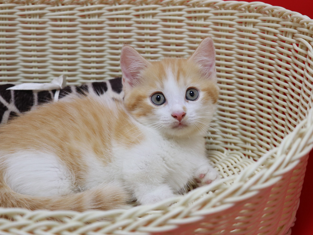 マンチカンの子猫画像