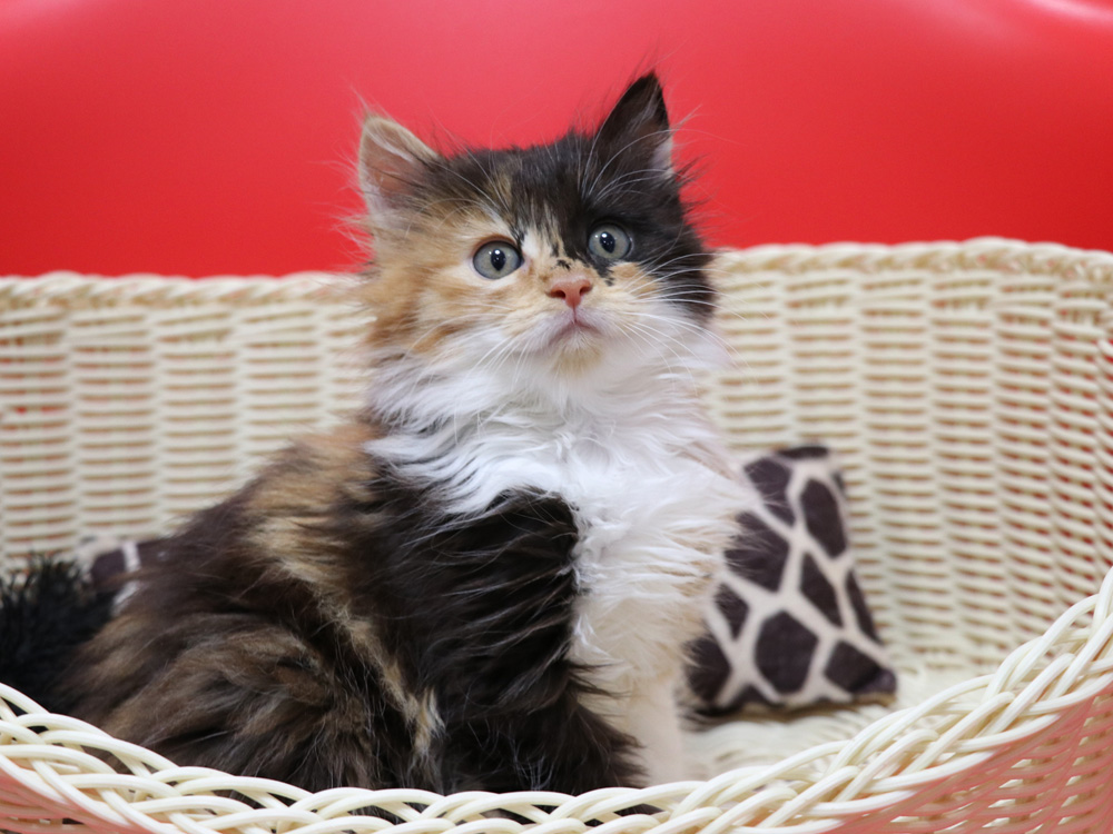 マンチカンの子猫画像