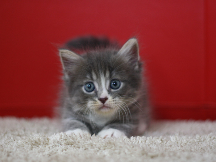 マンチカンの子猫画像