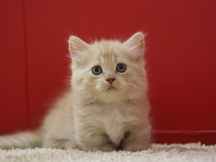 マンチカンの子猫画像