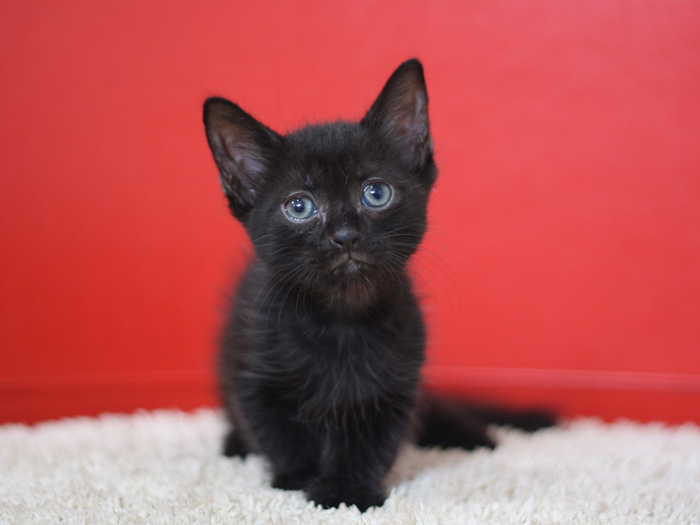 マンチカンの子猫画像