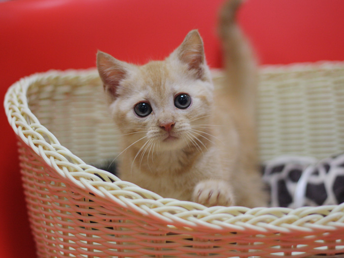 マンチカンの子猫画像