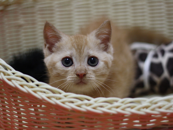 マンチカンの子猫画像